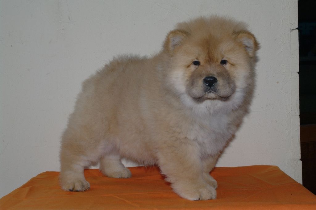 Les Chow Chow de l'affixe Caranusca